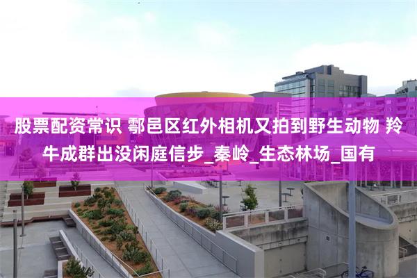 股票配资常识 鄠邑区红外相机又拍到野生动物 羚牛成群出没闲庭信步_秦岭_生态林场_国有